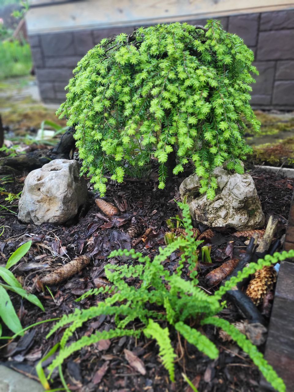 Tsuga canadensis ‘Cole's Prostrate’