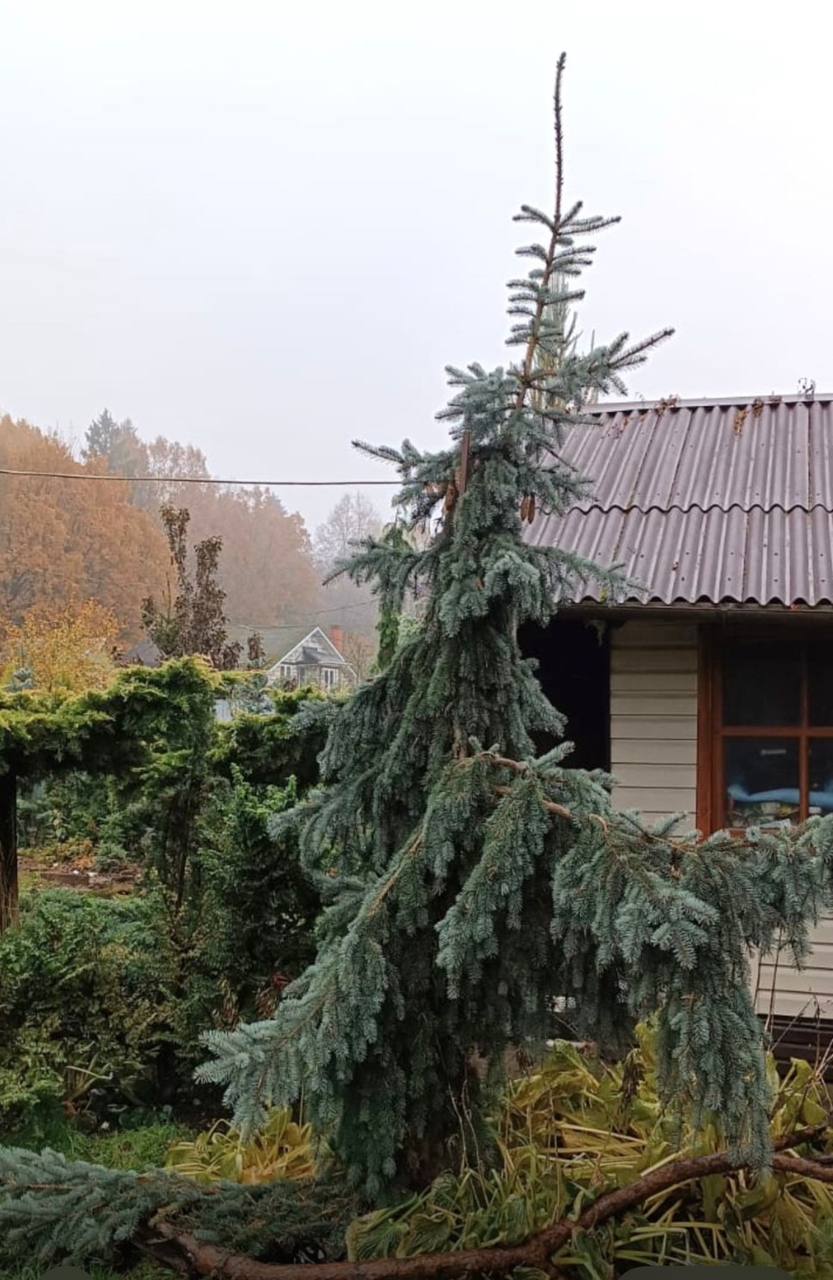 Picea pungens 'Glauca Pendula'