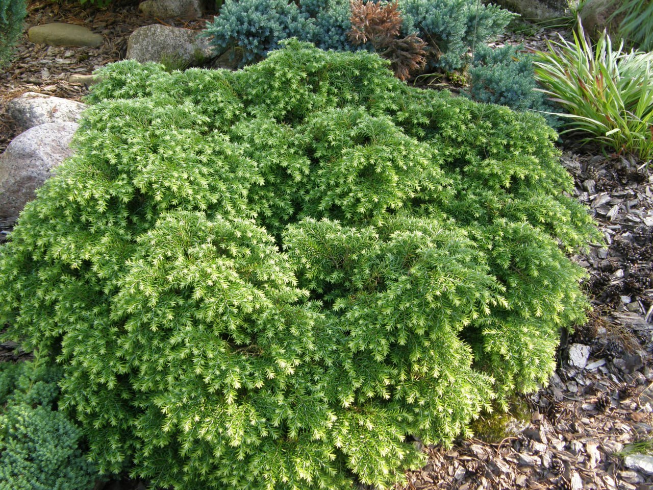 Tsuga canadensis ‘Jeddeloh’