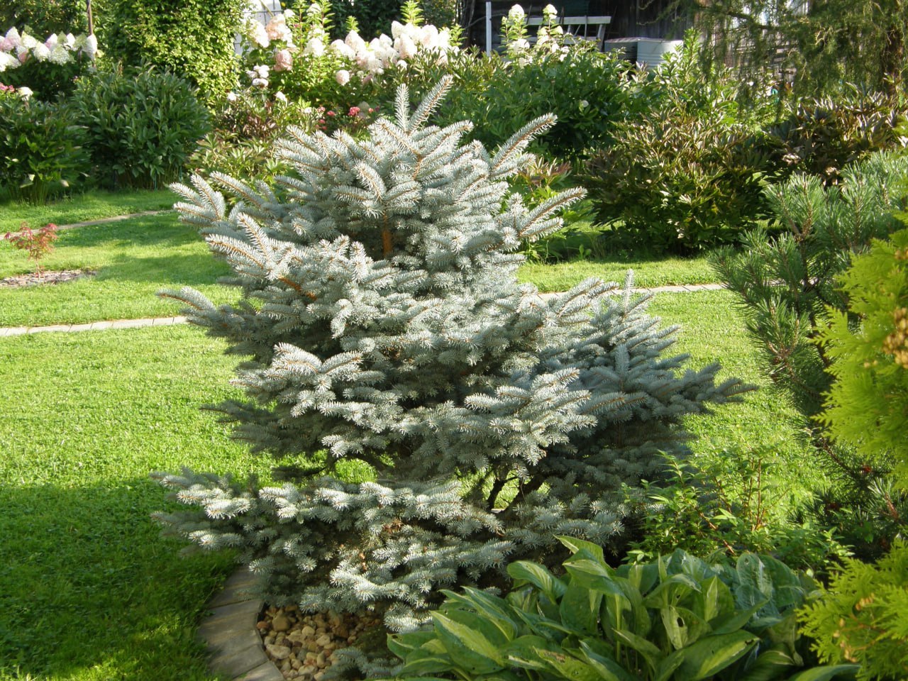 Picea pungens ‘Glauca Globosa’