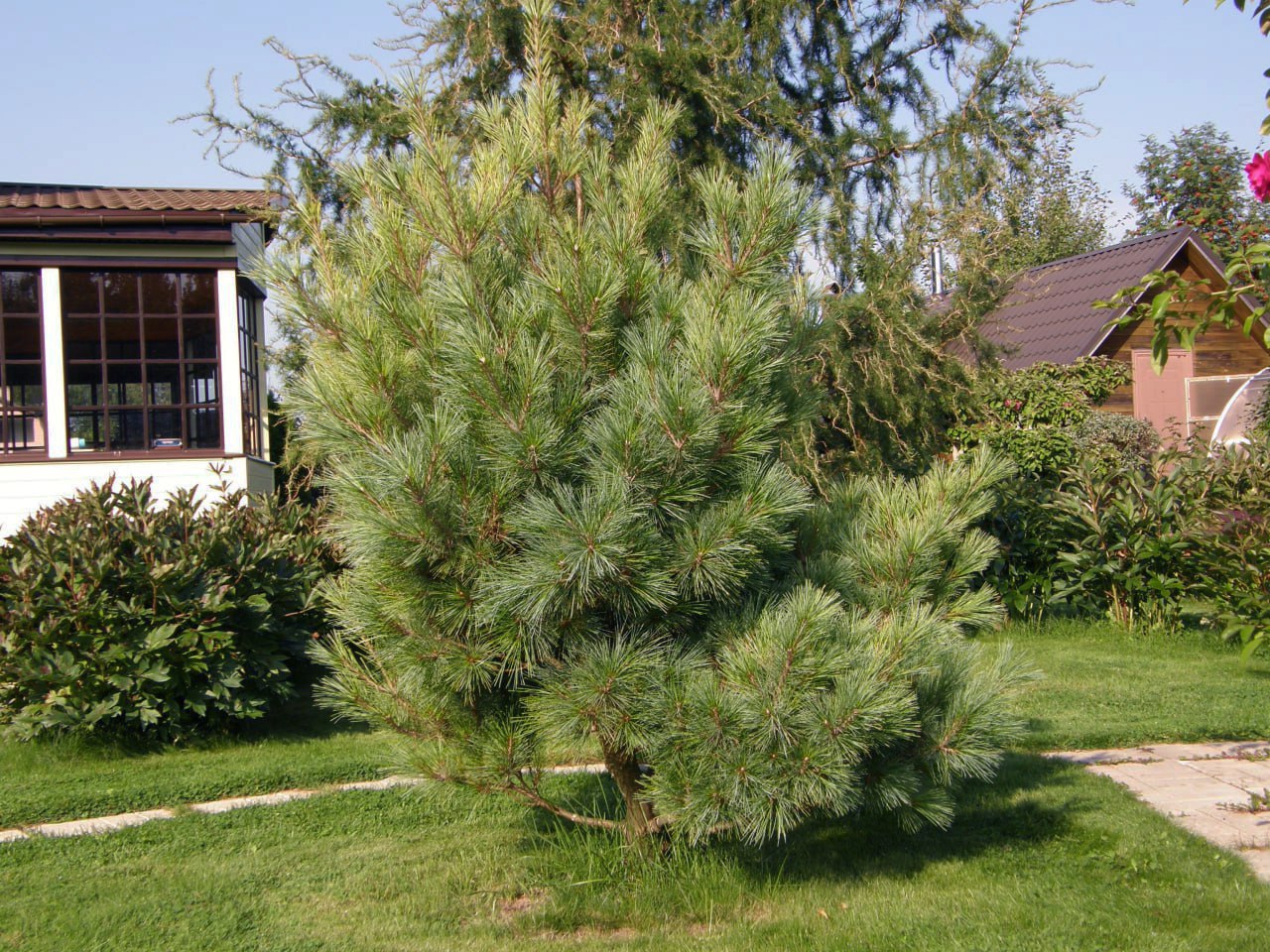 Pinus strobus ‘Radiata’