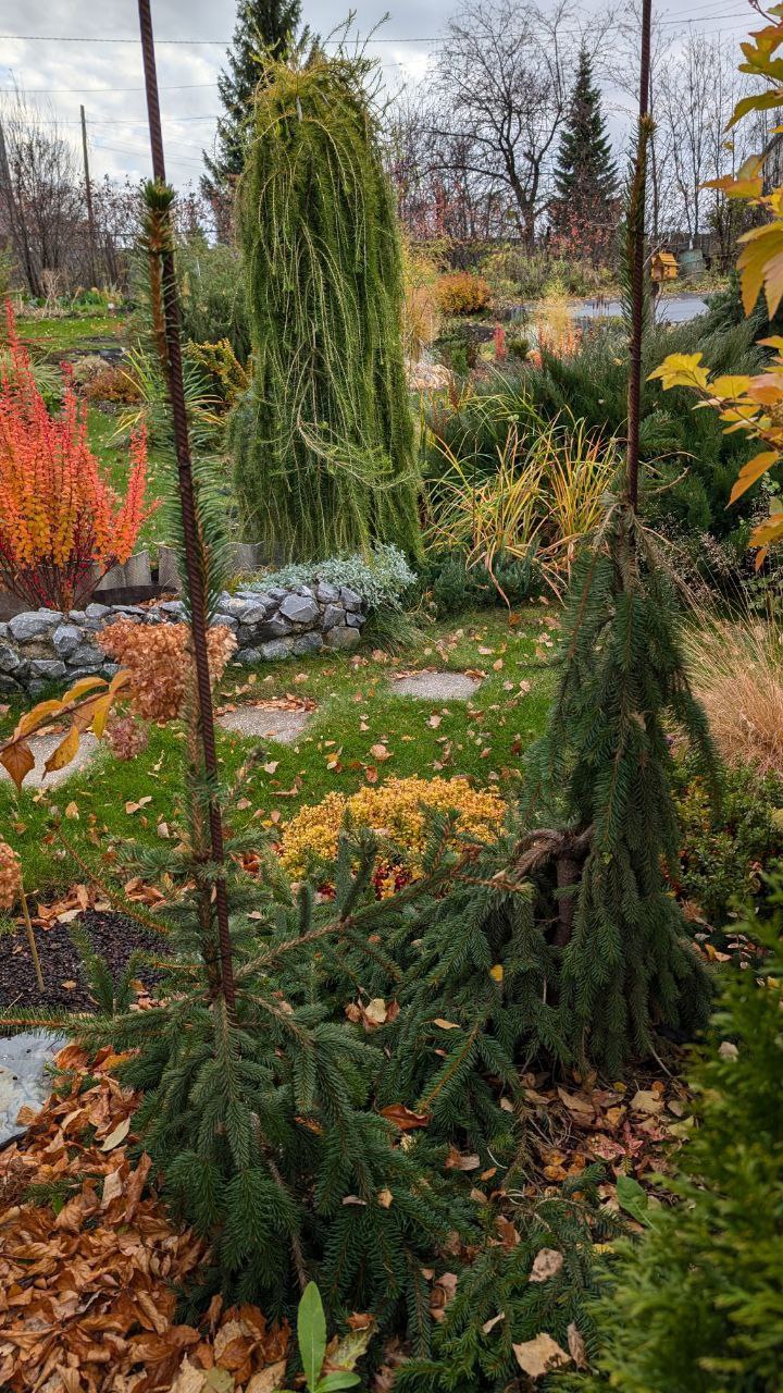 Picea abies 'Inversa'