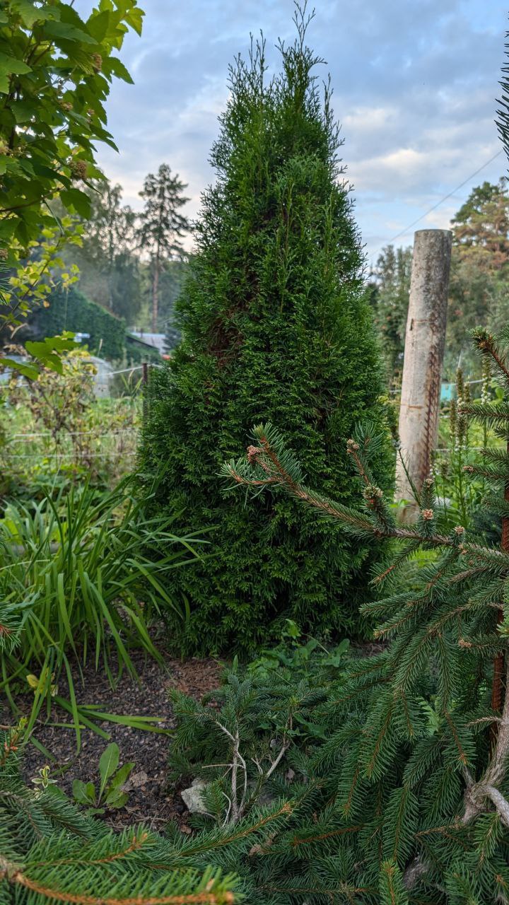 Thuja occidentalis 'Holmstrup'