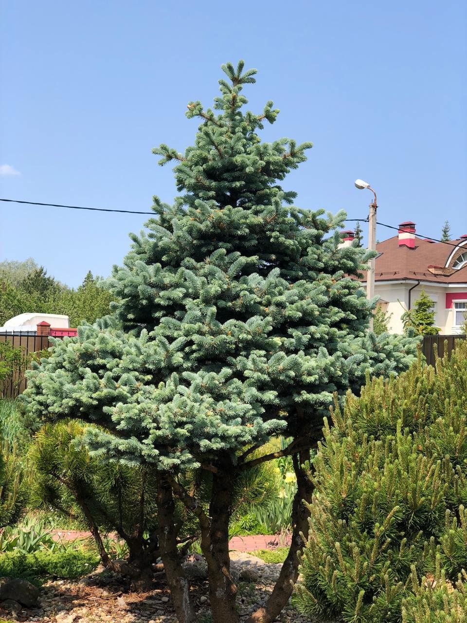 Picea pungens 'Glauca Globosa'