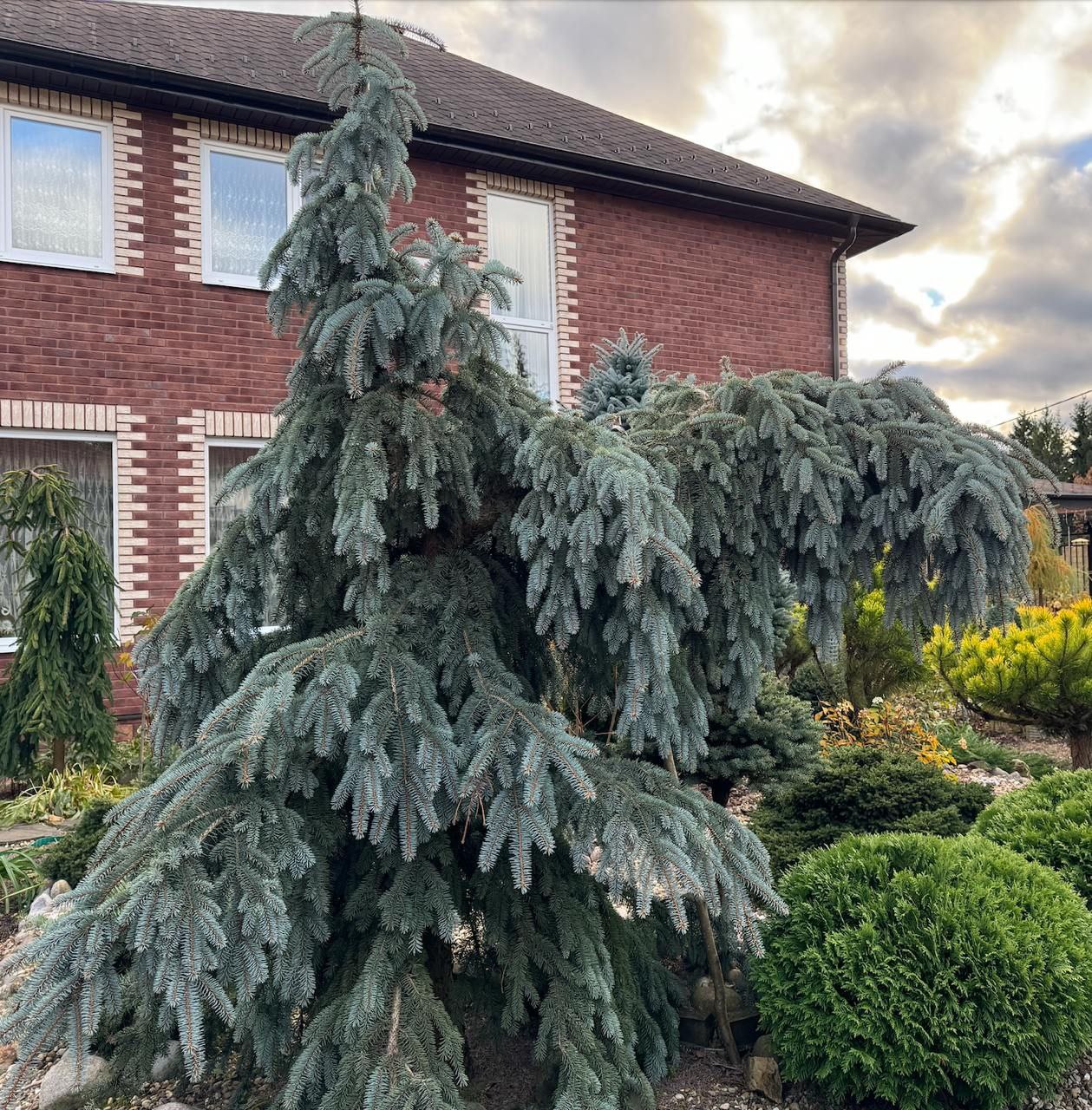 Picea pungens 'The Blues'