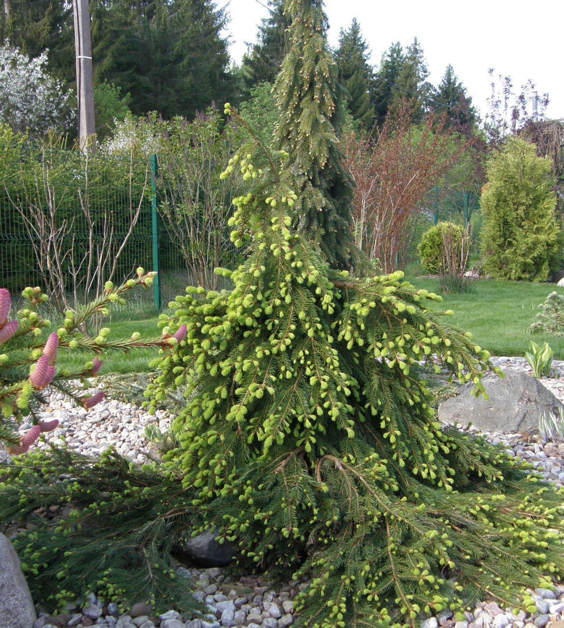 Picea abies ‘Formanek’