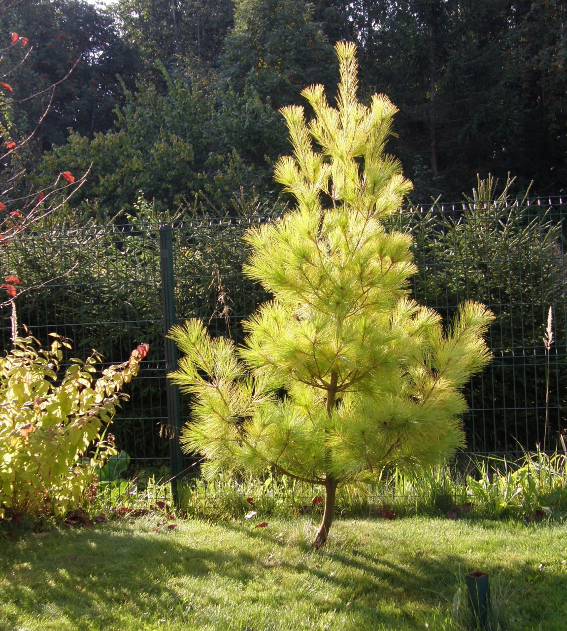 Pinus strobus ‘Louie’