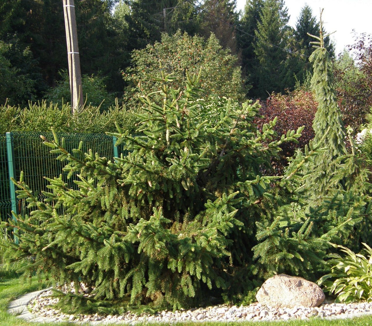 Picea abies ‘Acrocona’