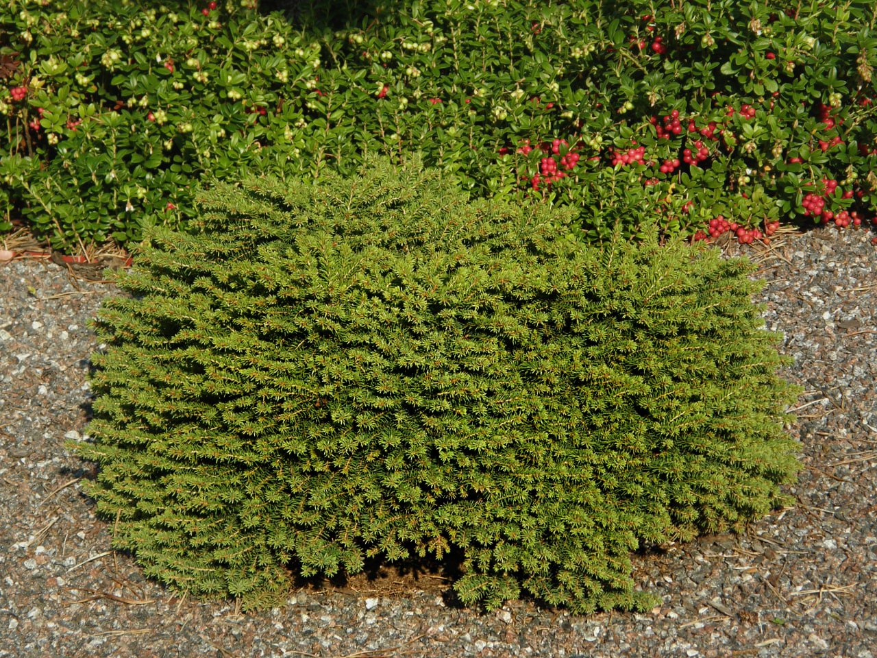 Picea abies ‘Little Gem’