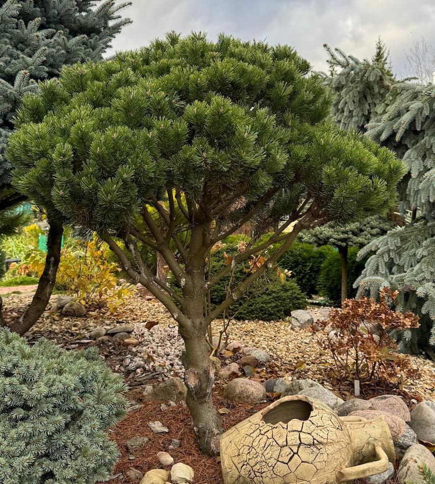 Pinus mugo 'Lilliput'