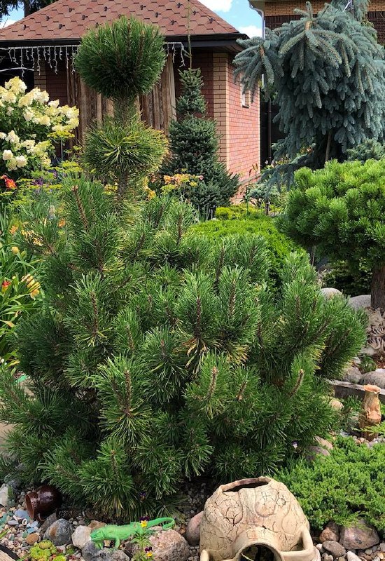 Pinus mugo ‘Zundert’