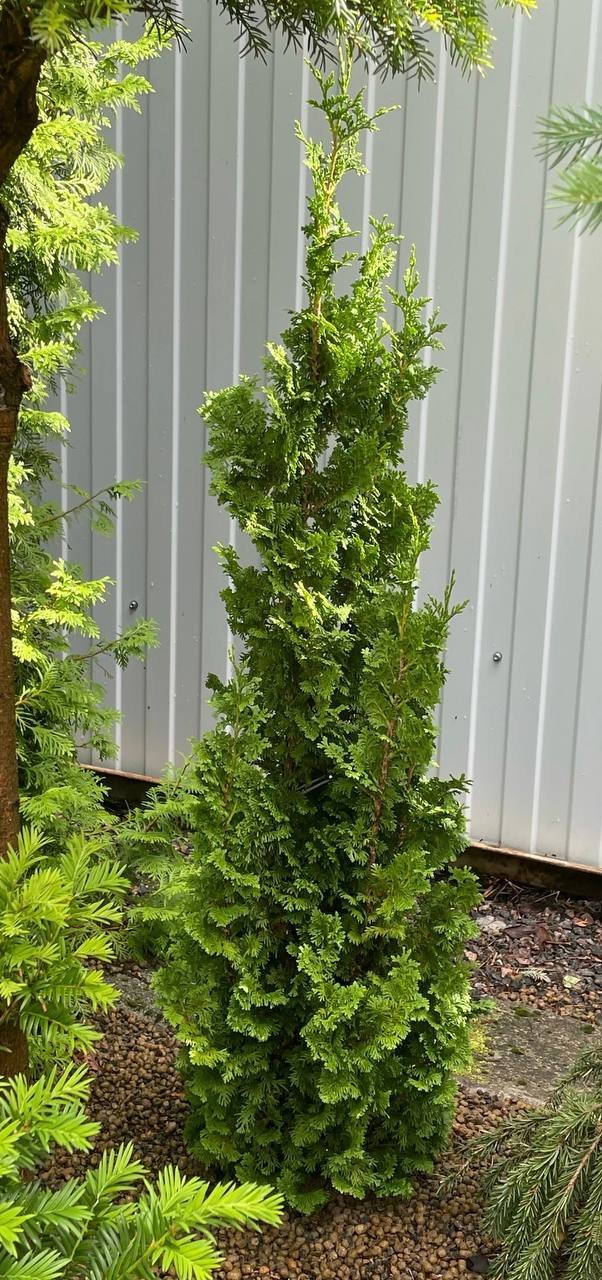 Thuja occidentalis ‘Zmatlik’