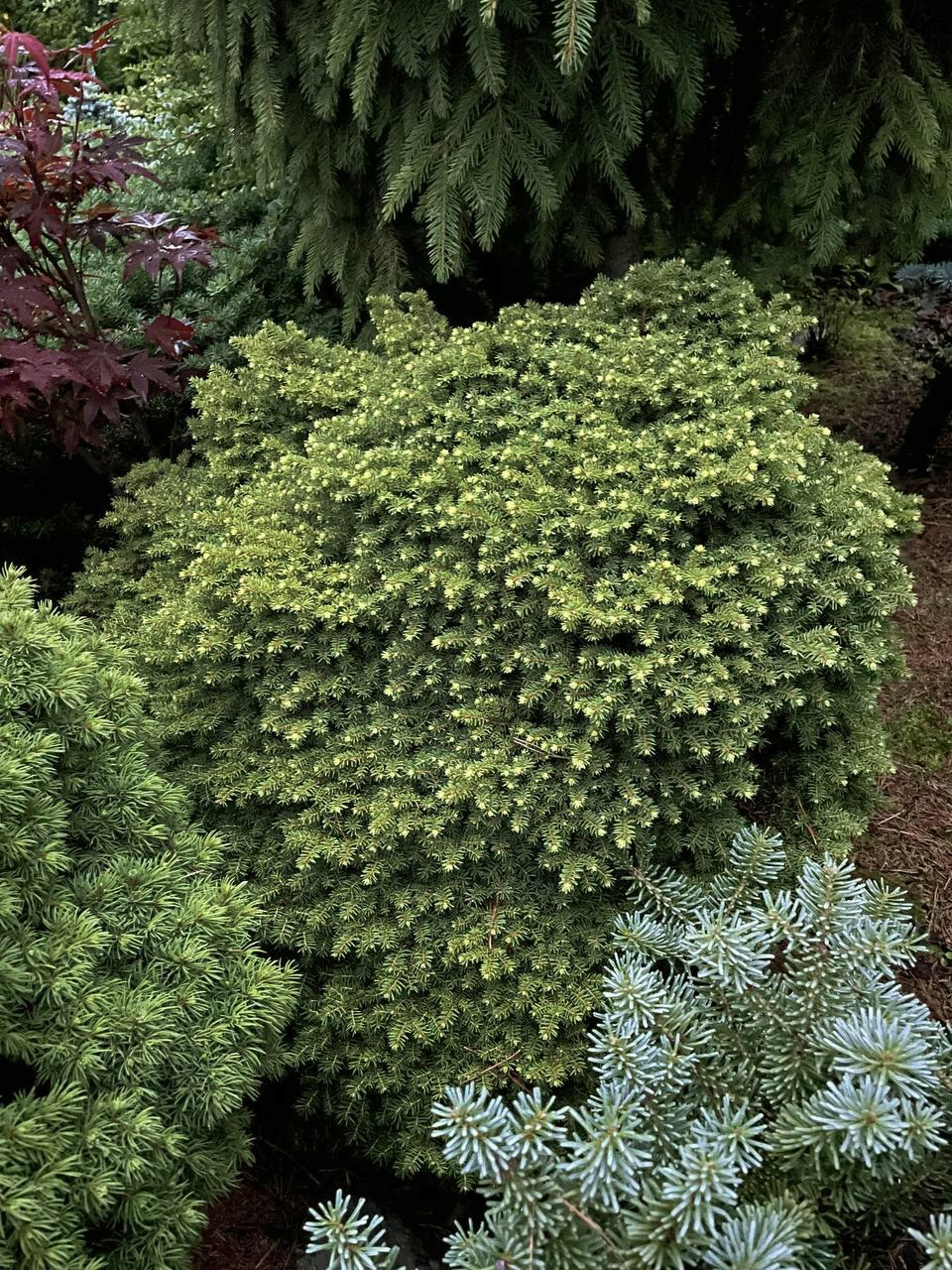 Picea abies ‘Little Gem’
