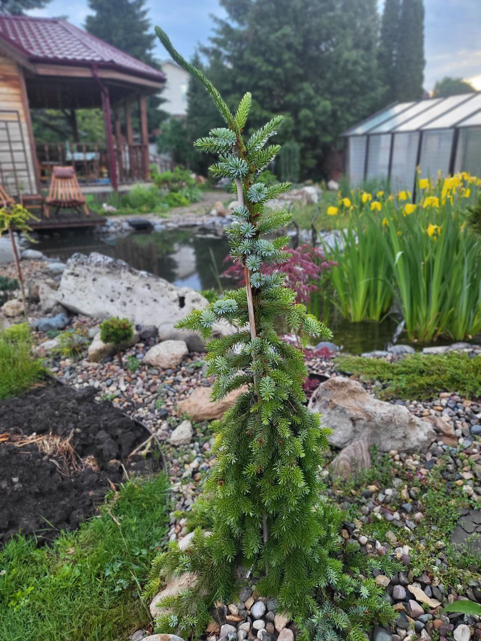 Picea omorika 'Radloff'