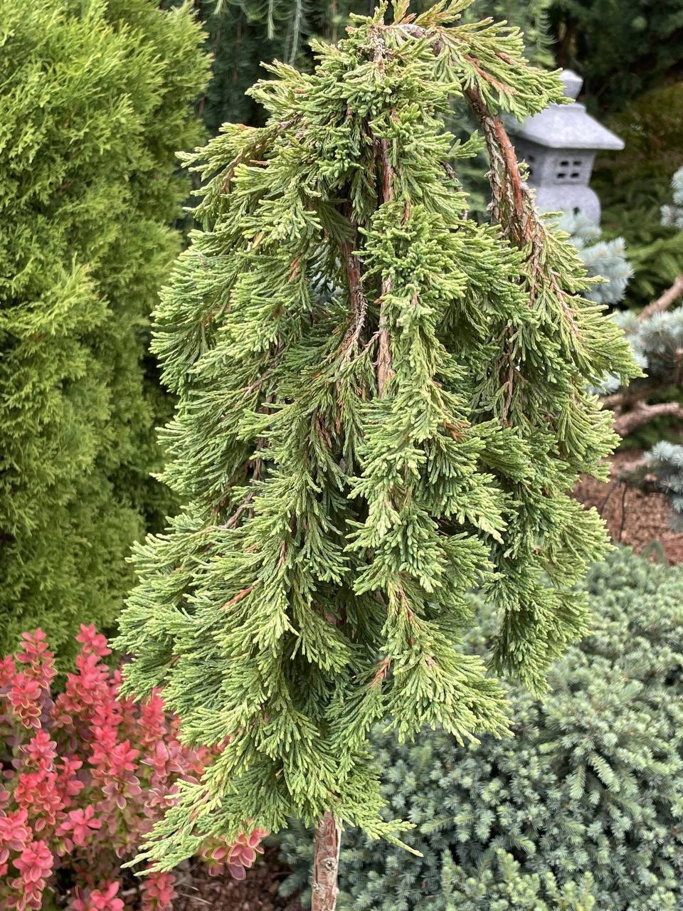 Juniperus horizontalis 'Pancake'