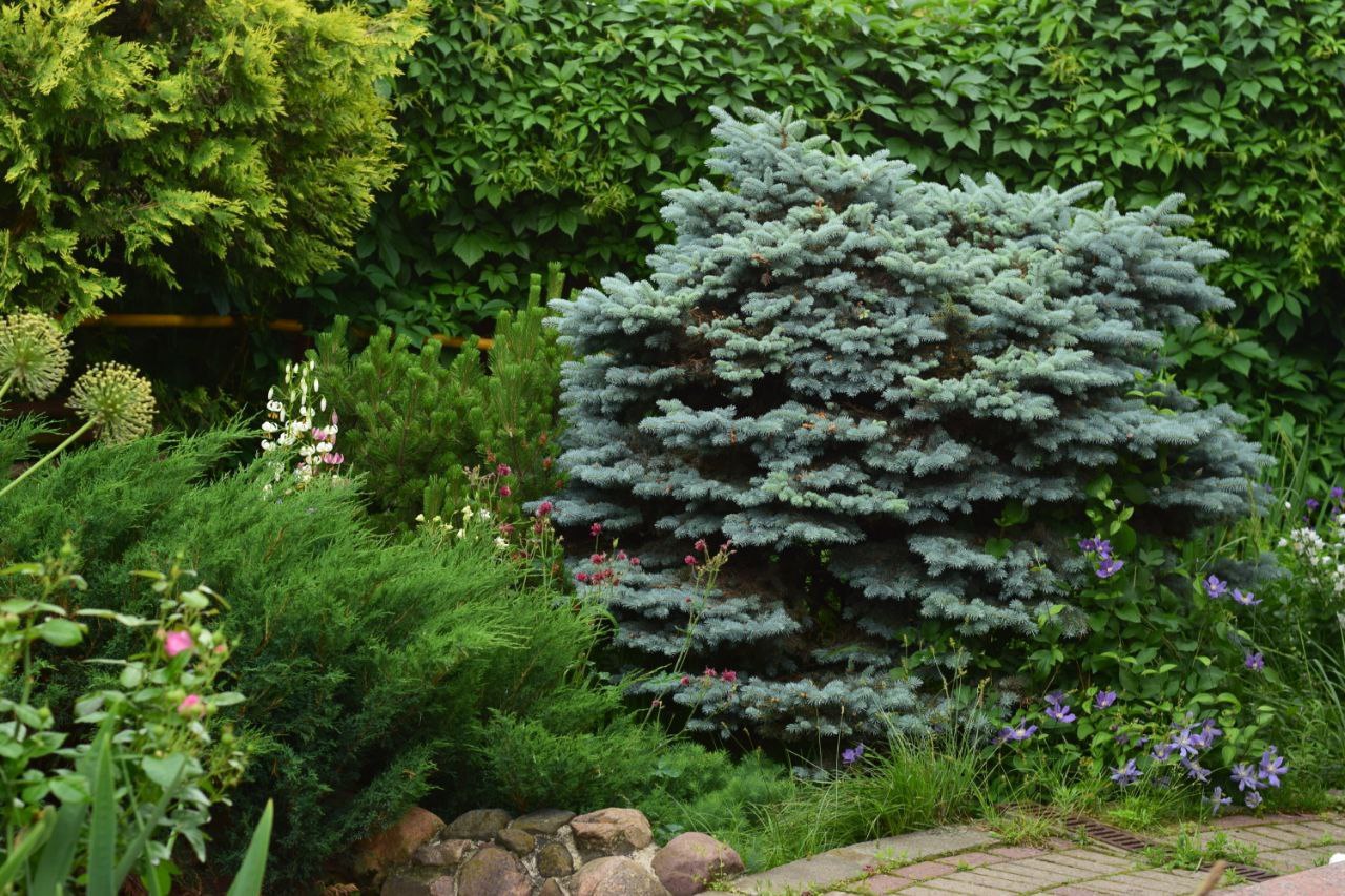 Picea pungens ‘Glauca Globosa’