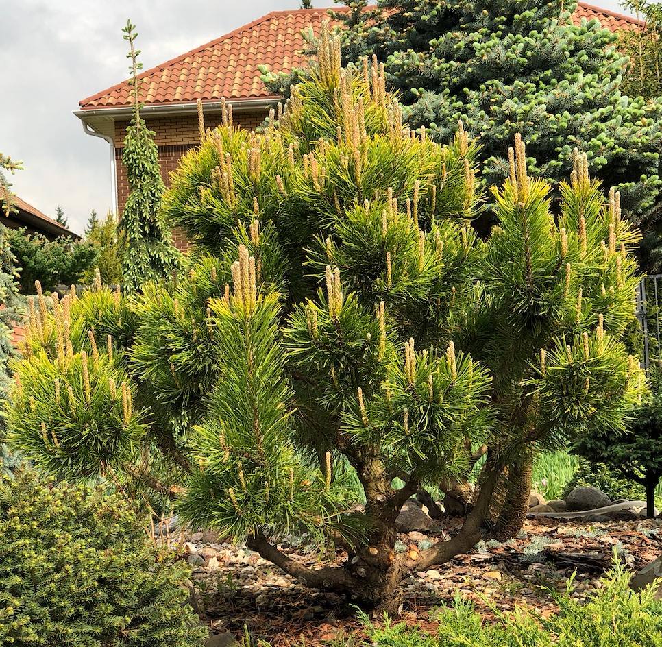 Pinus mugo ‘Wintergold’ Сосна горная