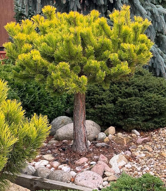 Pinus mugo ‘Gold Star’