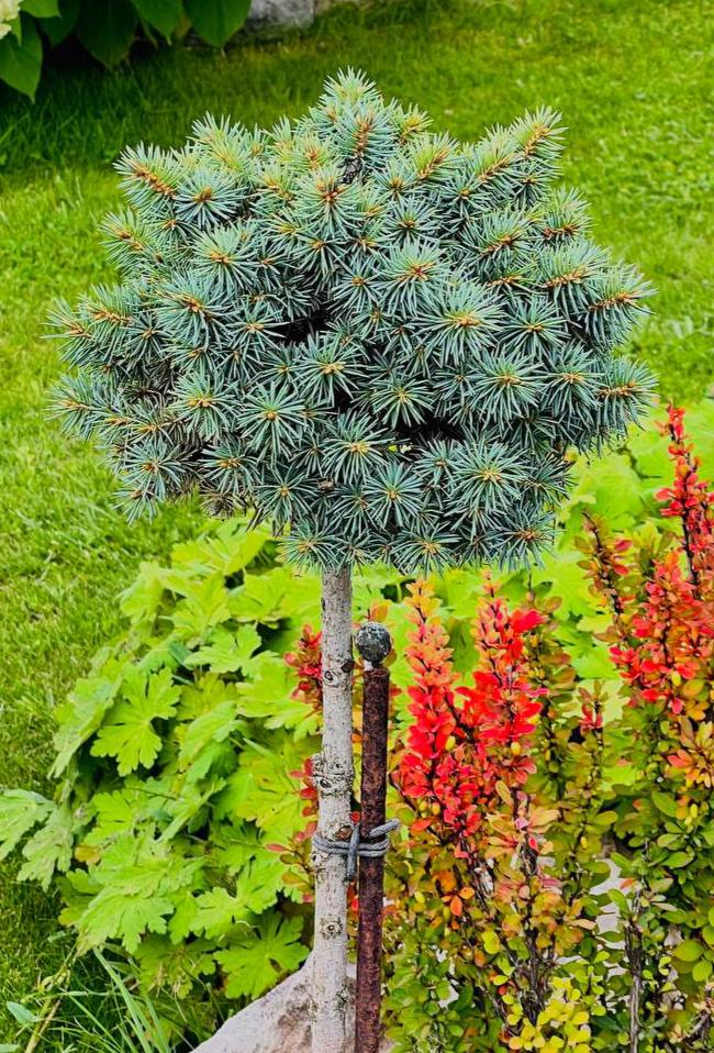 Picea pungens ‘Brynek’