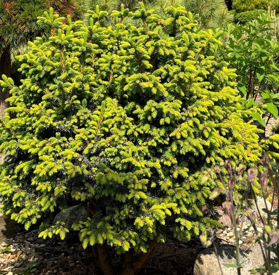 Picea omorika 'Peve Tijn'