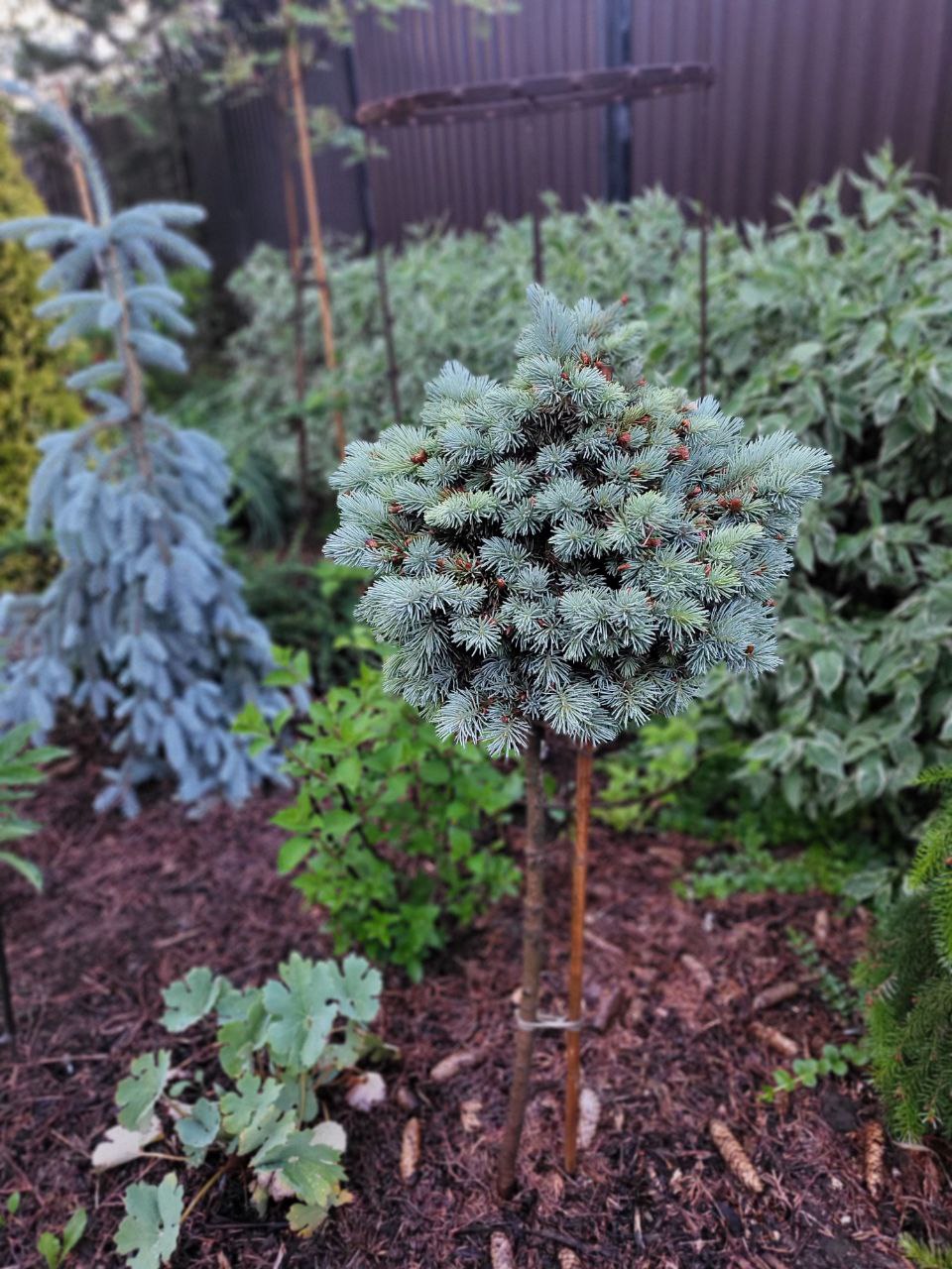 Picea engelmannii 'Hobo'