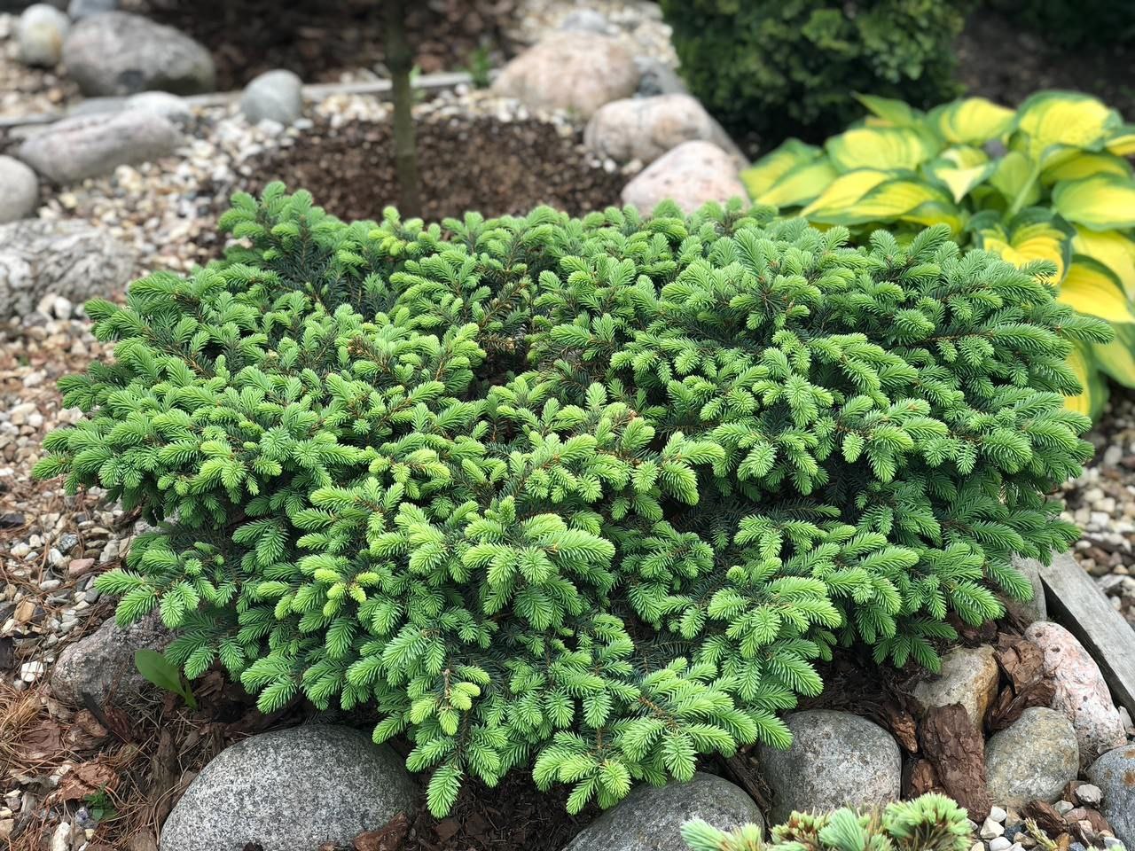 Picea pungens 'Sonia'