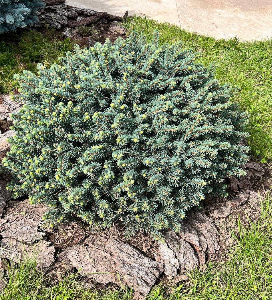 Picea pungens ‘Waldbrunn’