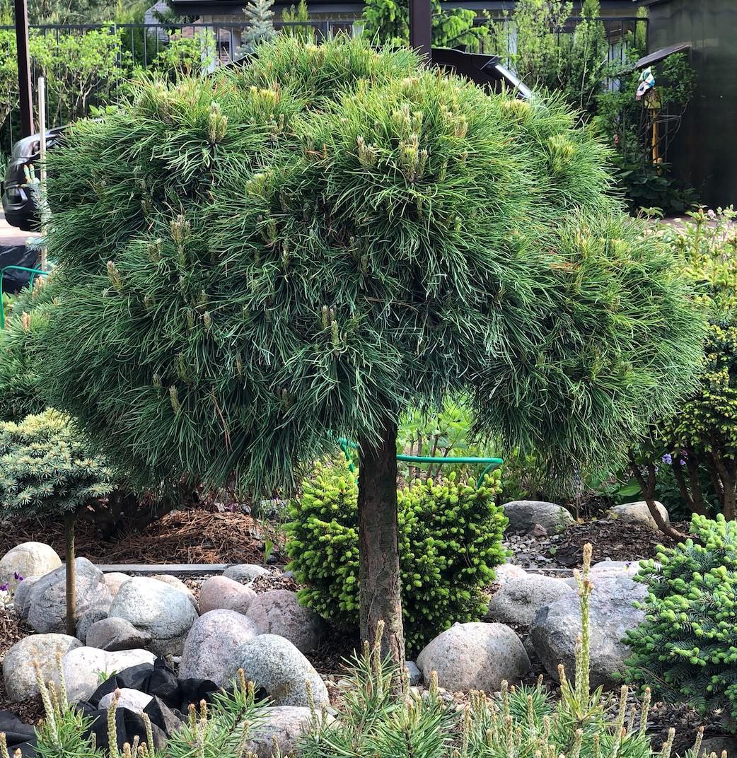 Pinus mugo 'Varella'
