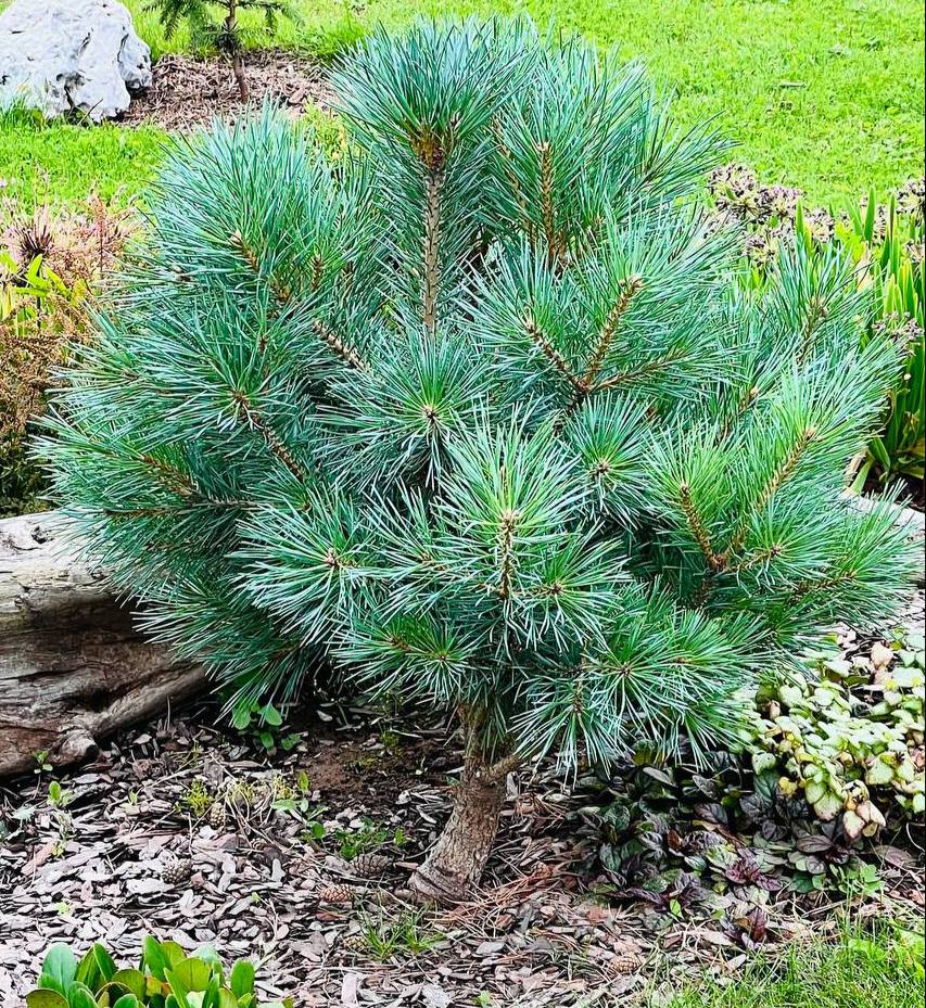 Pinus sylvestris 'Chantry Blue'