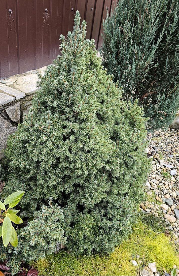 Picea glauca 'Sander's Blue'