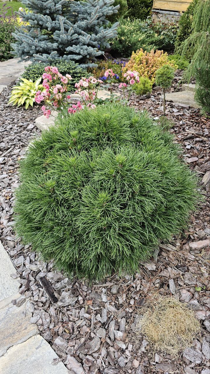 Pinus mugo 'Varella'