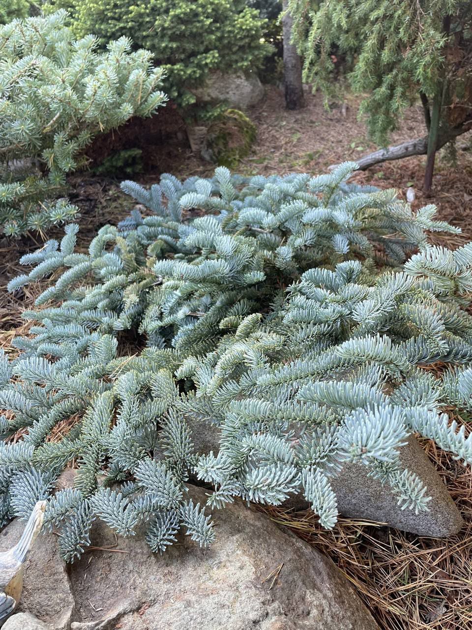 Abies procera 'Glauca Prostrata'
