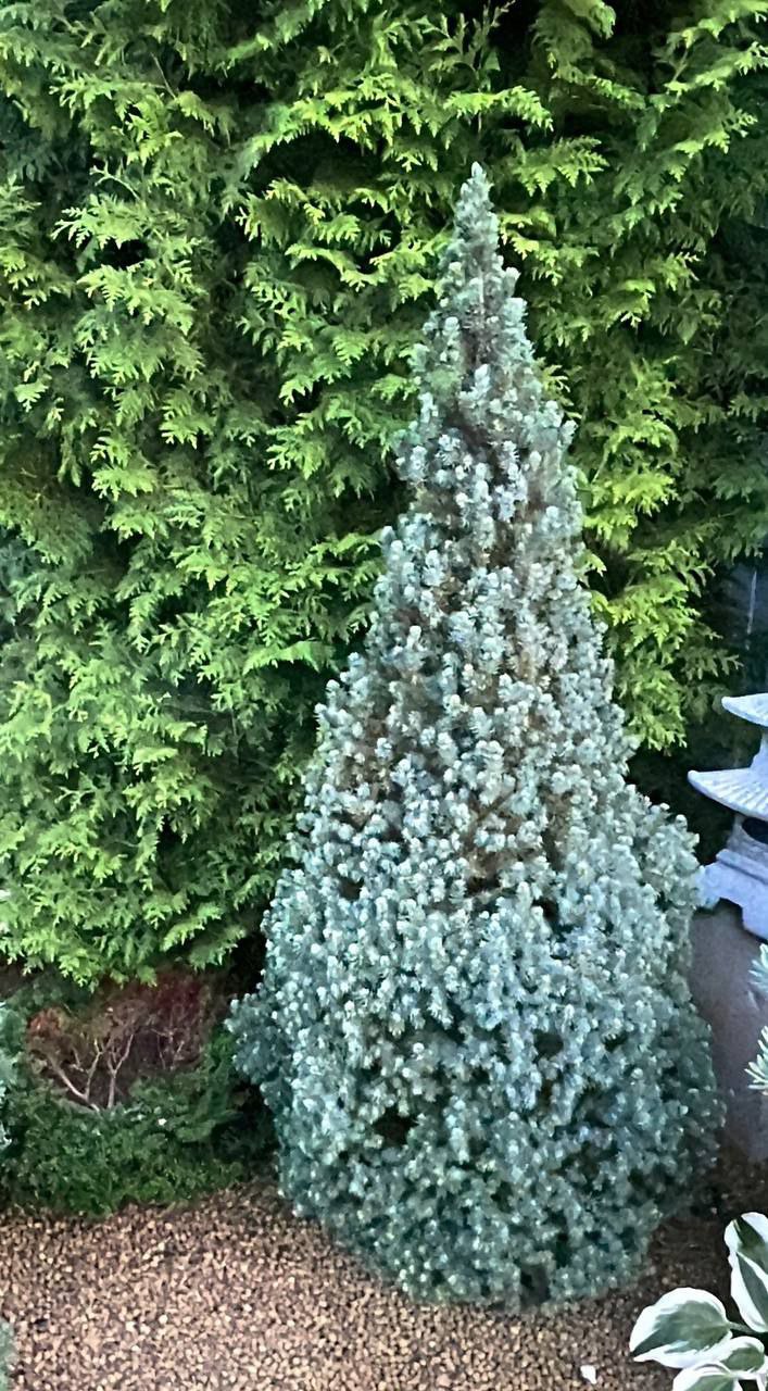 Picea glauca 'Sander's Blue'