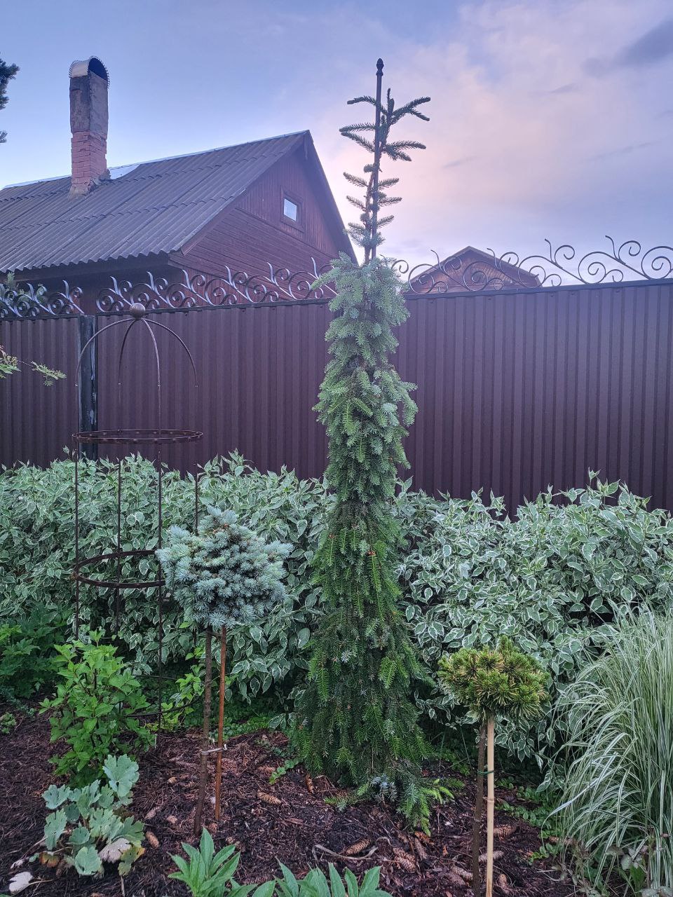 Picea omorika 'Pendula Bruns'
