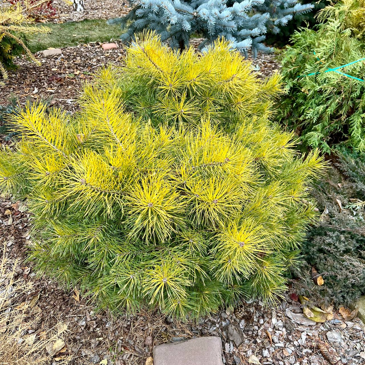 Pinus sylvestris ‘Trollguld’