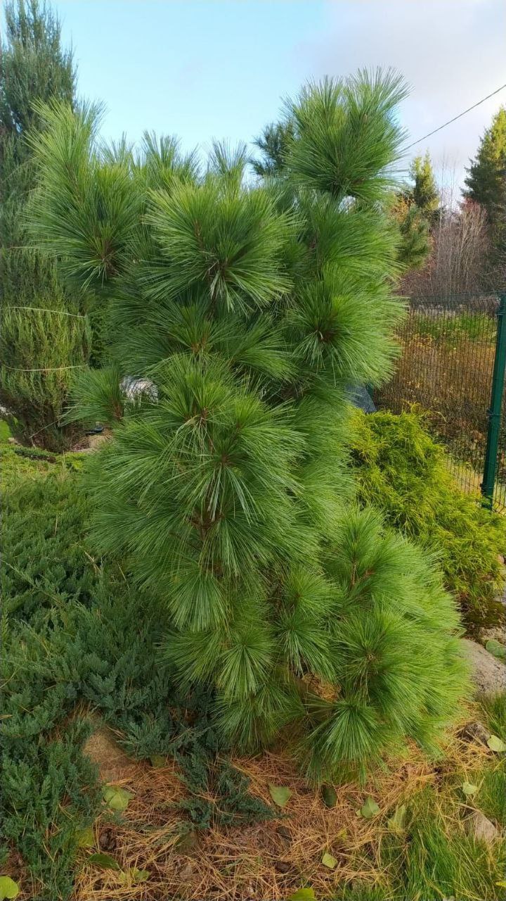 Pinus schwerinii 'Wiethorst'