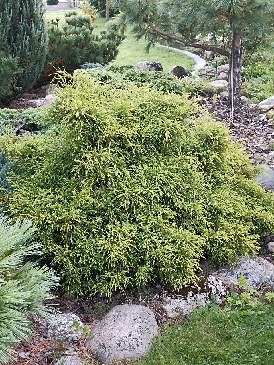 Chamaecyparis pisifera 'Filifera Aurea Nana'