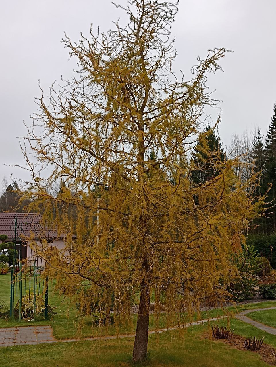Larix decidua 'Horstmann Recurved'