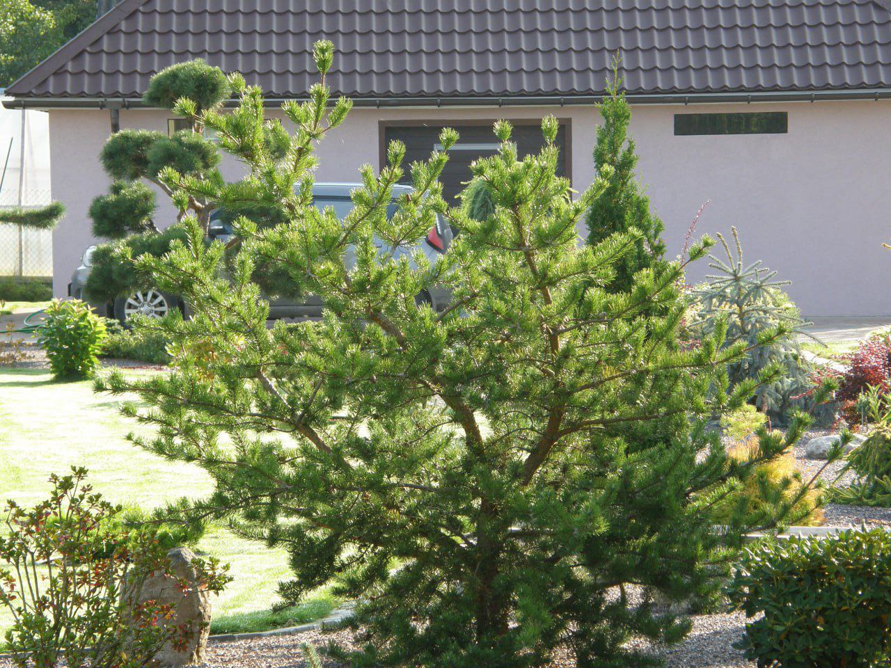 Pinus banksiana 'Arktis'