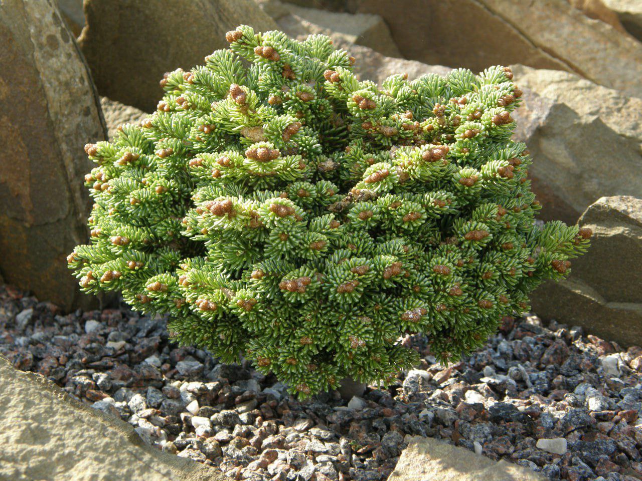 Abies lasiocarpa 'Logan Pass'
