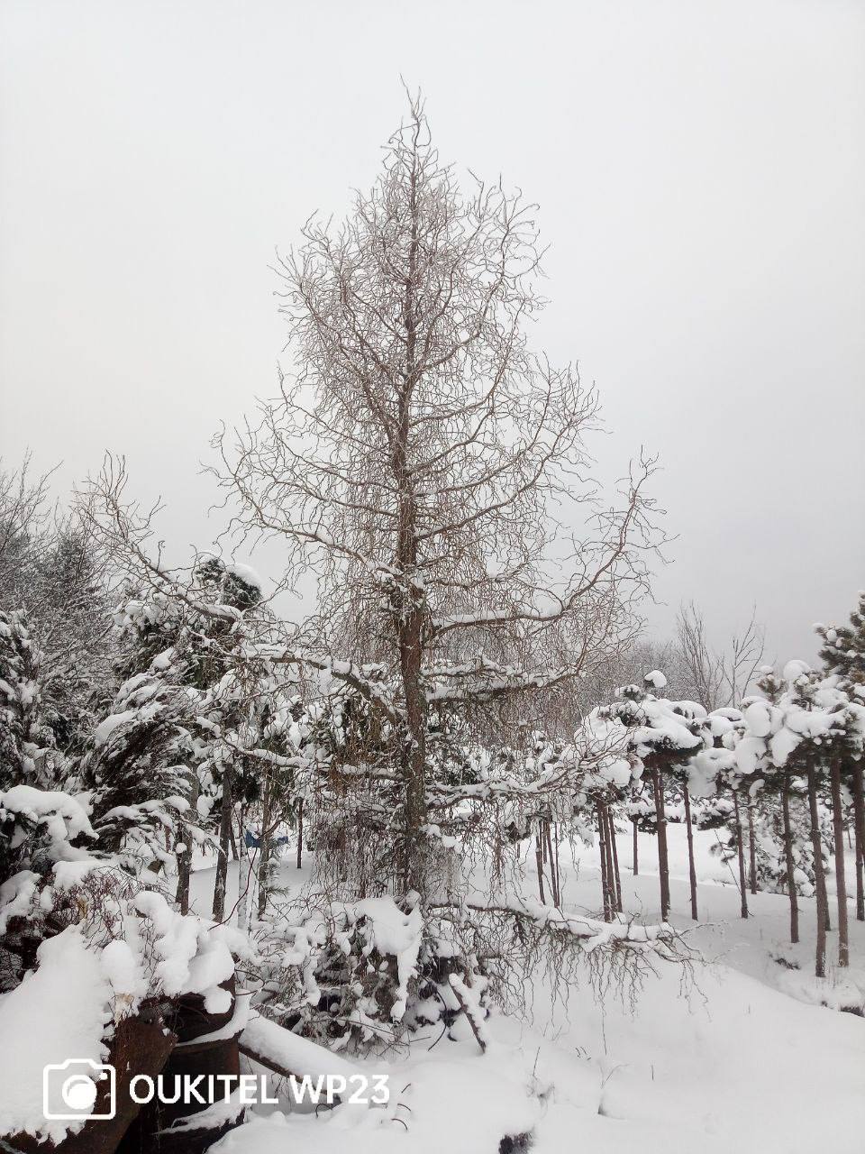 Larix decidua ‘Pit van Git’