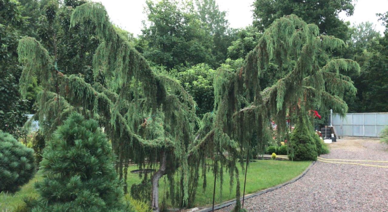 Juniperus communis ‘Horstmann’