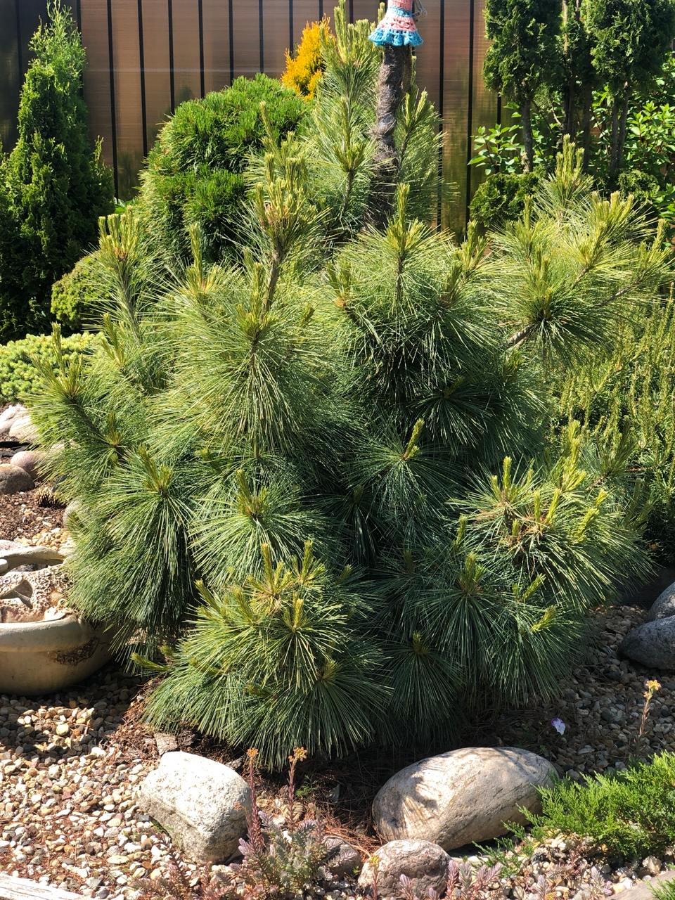 Pinus schwerinii ’Wiethorst’