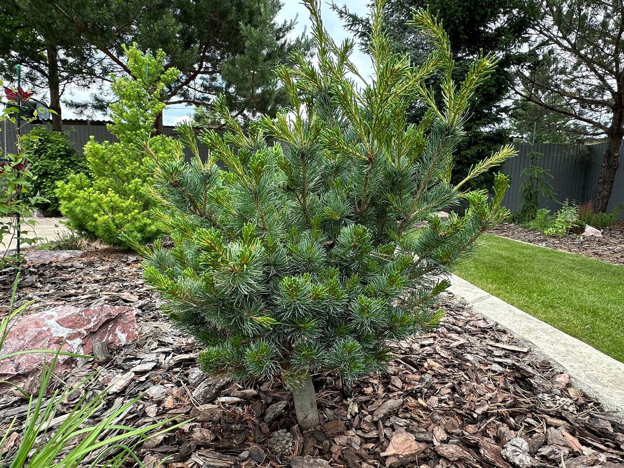Pinus parviflora 'Kusu Dama'