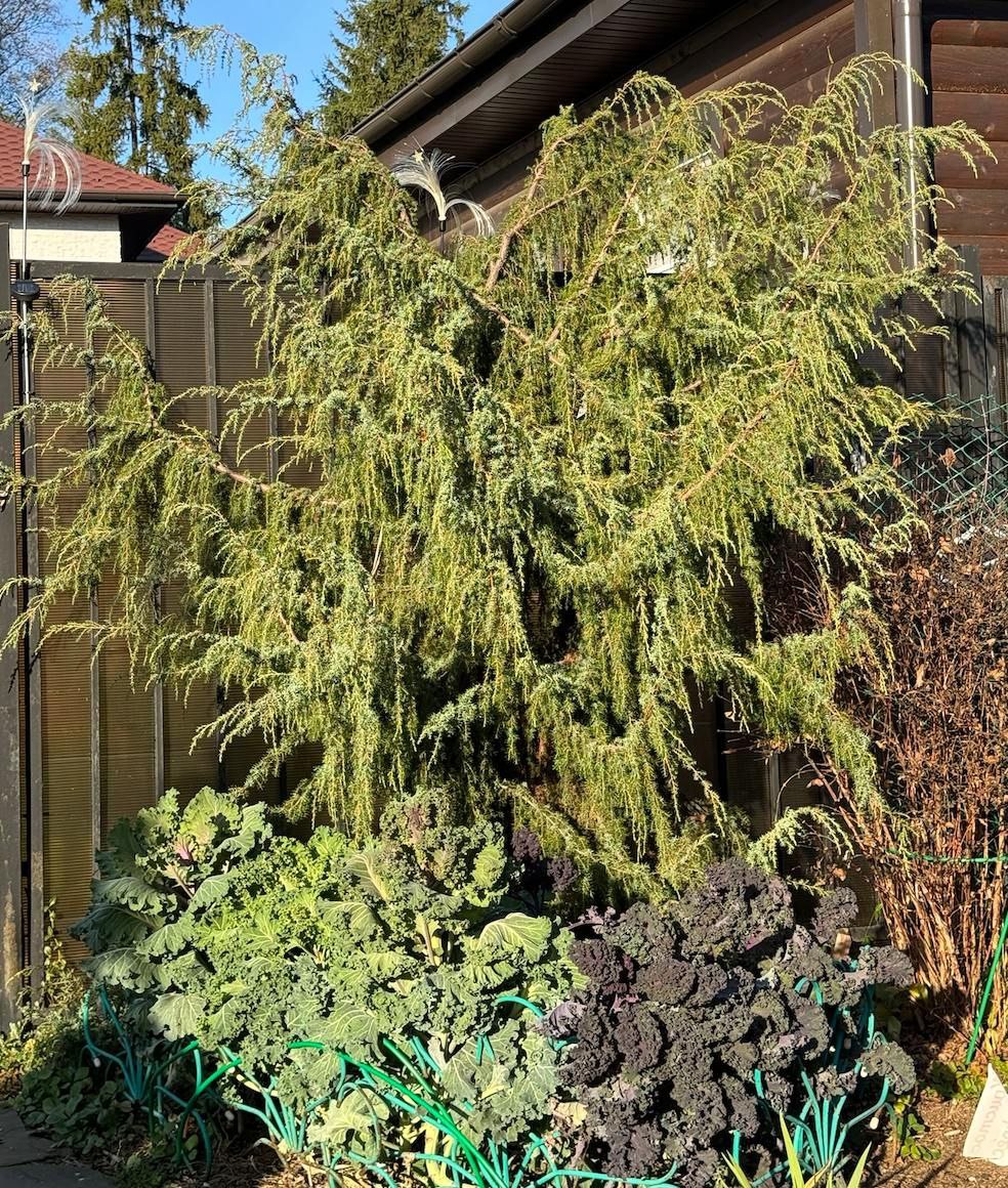 Juniperus communis 'Horstmann'
