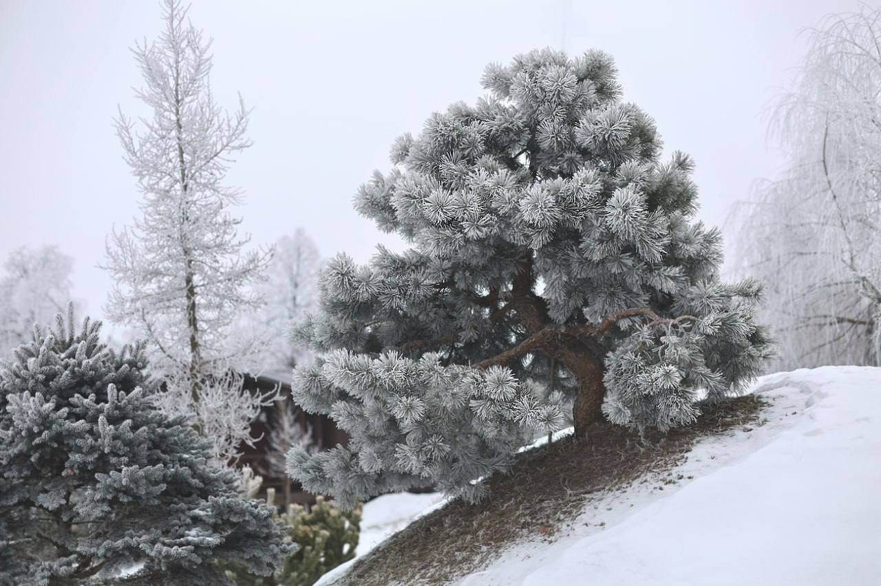 Pinus sylvestris ‘Albyns’
