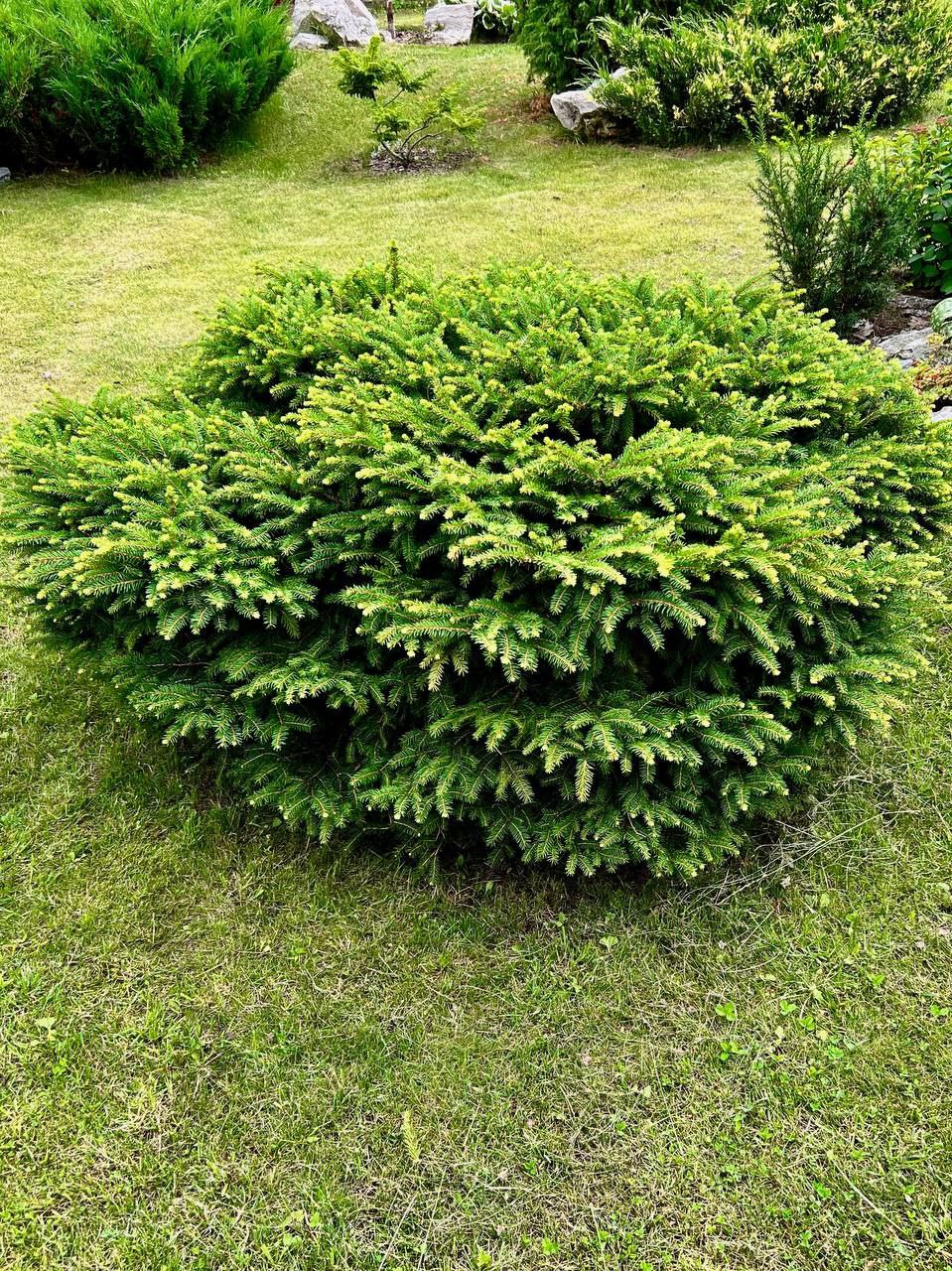 Picea abies 'Nidiformis'