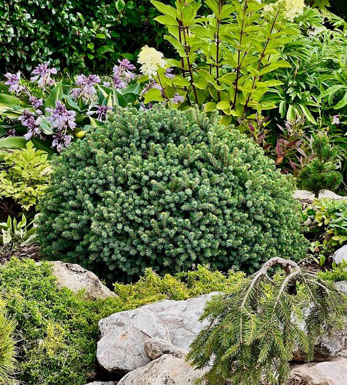 Picea glauca ‘Echiniformis’