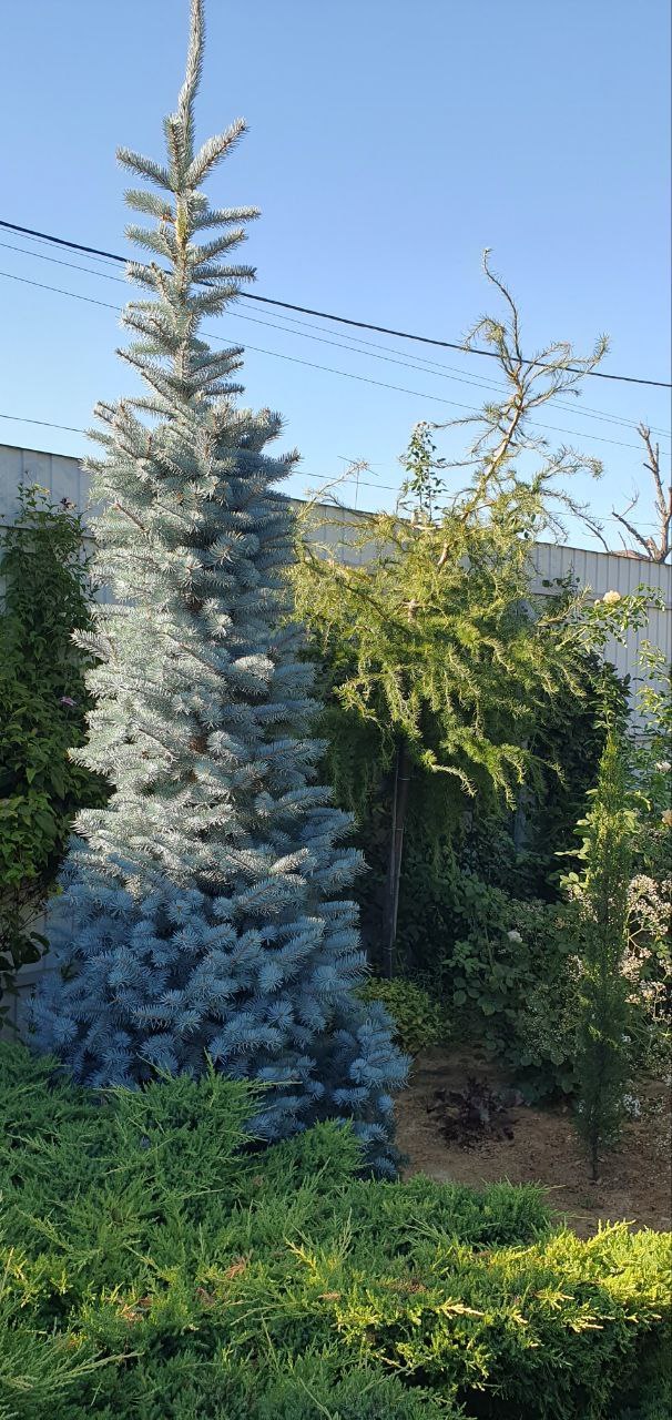 Picea pungens  ‘Hoopsii’