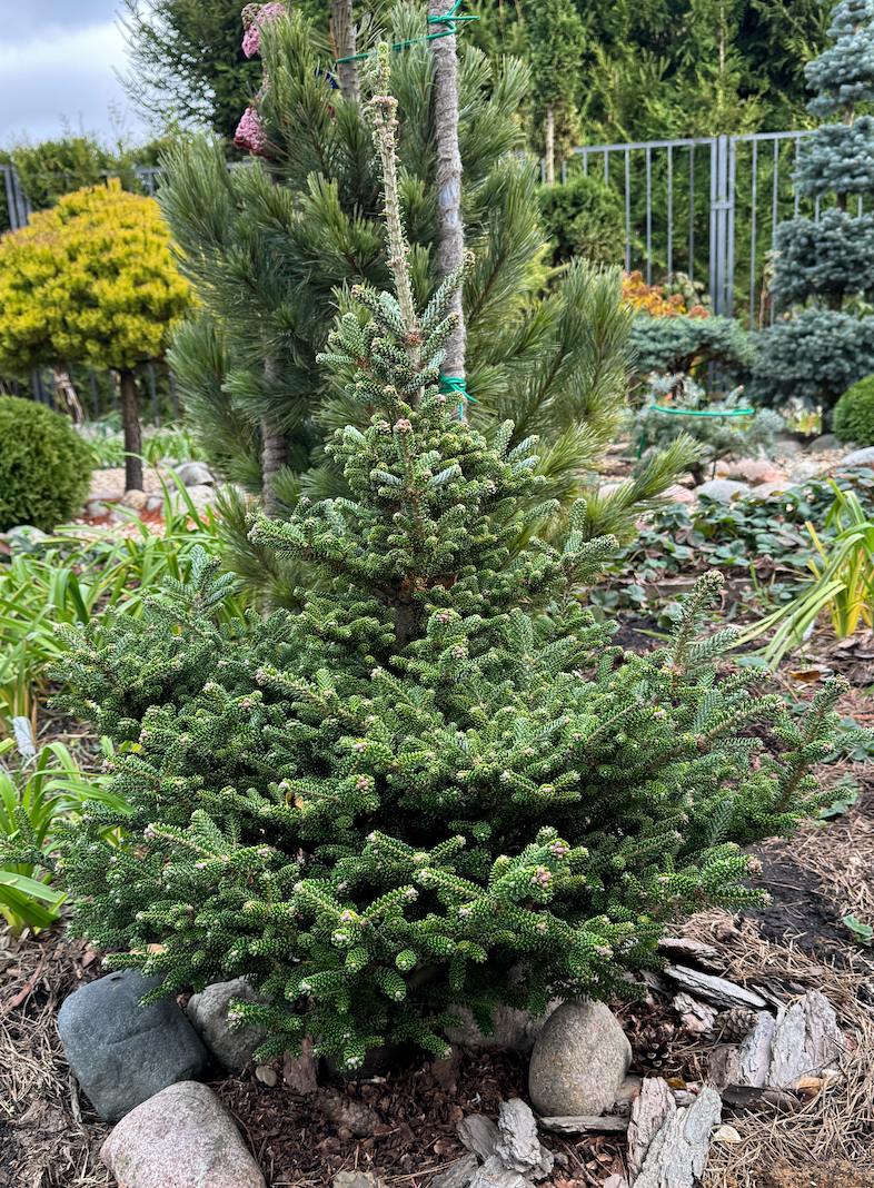 Abies koreana ‘Oberon’